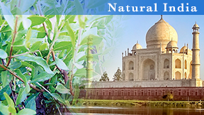 ウィングヘナカラー